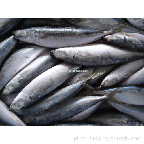Nova temporada BQF Horse Mackerel Trachurus japonicus peixe